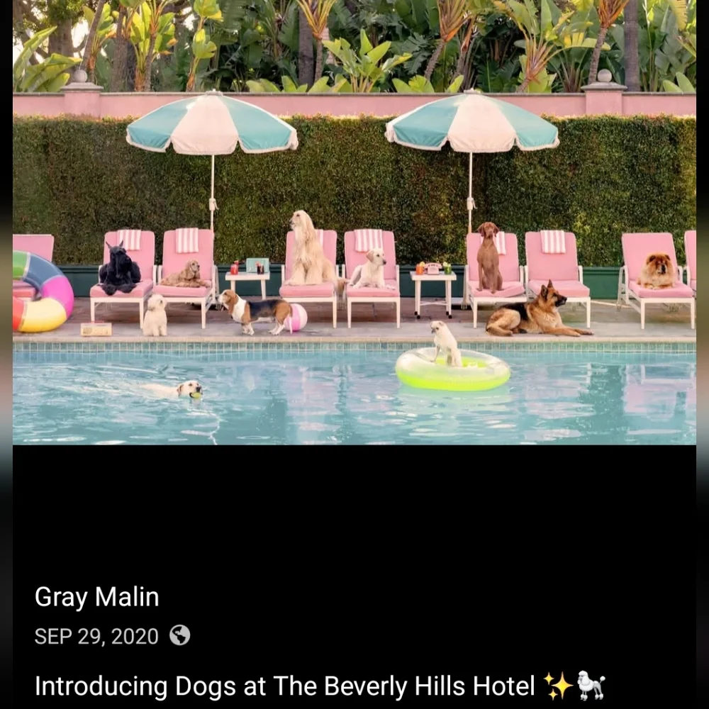 Gray Malin Dogs At The Beverly Hills Hotel Tee 6 JANIE and JACK ringer T-shirt
